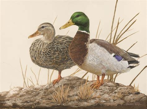 Discovering the Meaning of Buck Garden Mallards in Dreams: The Symbolic Magic behind their Presence